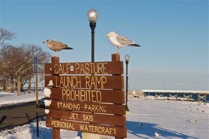 Seagulls greeted visitors driving through Calf Pasture Beach in Norwalk after Friday&#x27;s snowstorm.