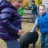 <p>A boy pets a pig at Harvest Festival.</p>