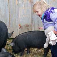 <p>There were lots of family activities, and lots of animals, at the Stamford Museum &amp; Nature Center&#x27;s Harvest Festival over the weekend.</p>