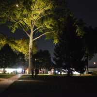 <p>The majestic oak in the center of the park.</p>