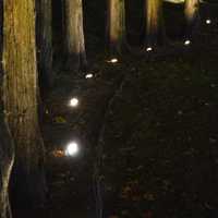 <p>Magical lighting for trees.</p>