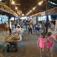 <p>The livestock exhibit is always popular at the fair.</p>