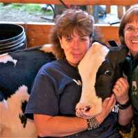 <p>This fair worker enjoys a relaxed moment with a cow at Tuesday&#x27;s opening day at the Dutchess County Fair.</p>