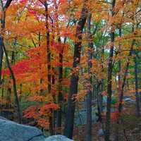 <p>Fall colors at Bear Mountain State Park.</p>