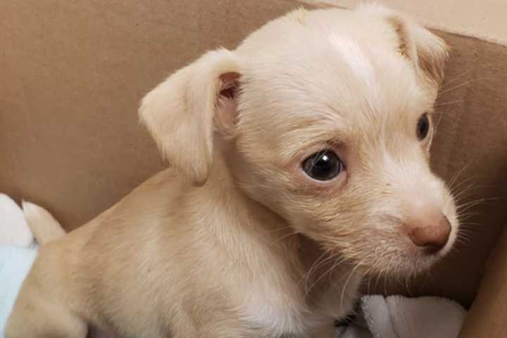 6-Week-Old Puppy Rescued From Boston Streets Getting Life-Saving Treatment