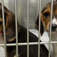MSPCA, Northeast Animal Shelter Rescue 76 Beagles From Out-Of-State Breeding Facility