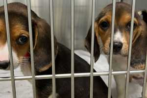 MSPCA, Northeast Animal Shelter Rescue 76 Beagles From Out-Of-State Breeding Facility