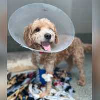 Adopters Wanted For 'Incredibly Sweet' Goldendoodle Hit By Car Last Month