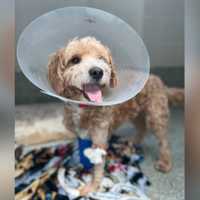 <p>The MSPCA-Angell is looking for adopters for Teddy the Goldendoodle, who was surrendered by his owners after being hit by a car last month</p>