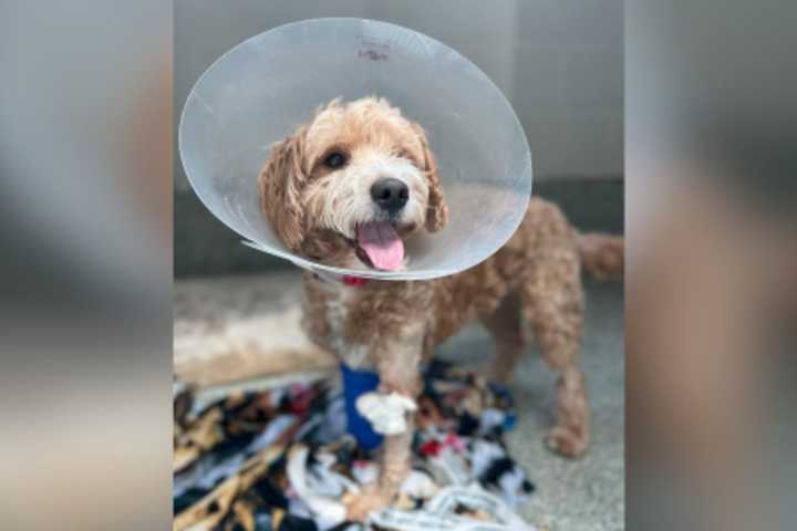 Adopters Wanted For 'Incredibly Sweet' Goldendoodle Hit By Car Last Month