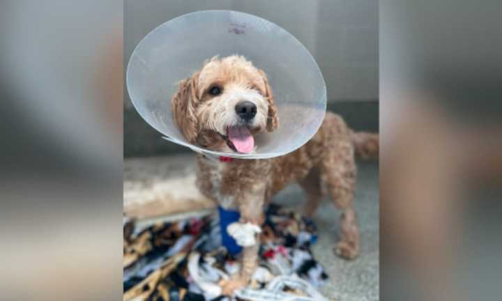 The MSPCA-Angell is looking for adopters for Teddy the Goldendoodle, who was surrendered by his owners after being hit by a car last month