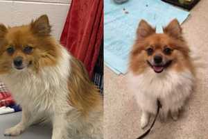 Pomeranian Abandoned In Extreme Heat In Dedham Looking For 'Furever' Home