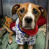 Fairfax County Welcomes Back Annual 'Wine, Whiskers And Wags' Fundraiser