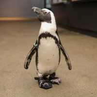 24-Year-Old Penguin Gets Special Shoes To Help Her Walk At New England Aquarium