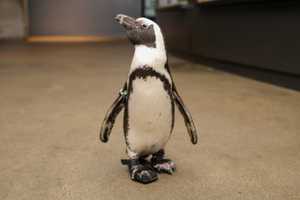 24-Year-Old Penguin Gets Special Shoes To Help Her Walk At New England Aquarium