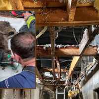 Dog Dies In 3-Alarm Fire That Tore Through Millis Apartment Complex: Officials