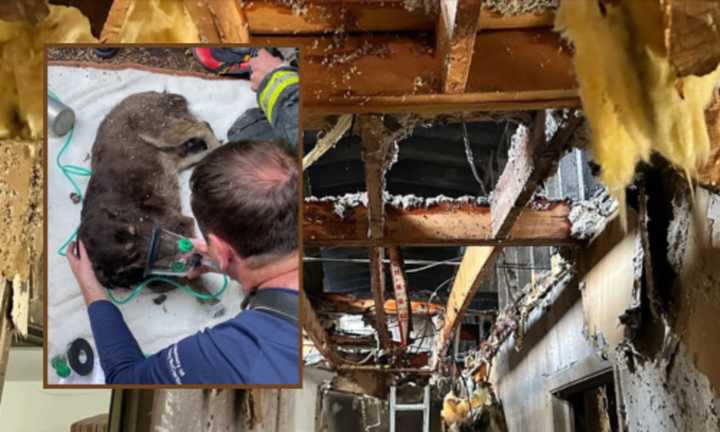 Dog Dies In 3-Alarm Fire That Tore Through Millis Apartment Complex ...