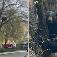 Bear Draws Large Crowd After Climbing Up Tree In Northampton Center: Police