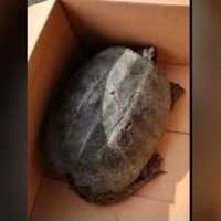 Reptile Rescue: Police Officer Pulls 40-Pound Turtle To Safety From CT Roadway