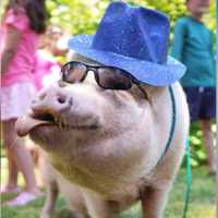 Connecticut's Gilbert The Party Pig Will Make Your Next Event Worth Every Penny