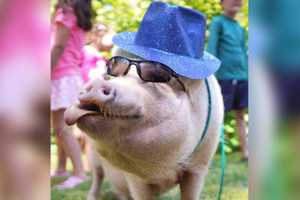 Gilbert The Party Pig Will Make Your Massachusetts Event Worth Every Penny