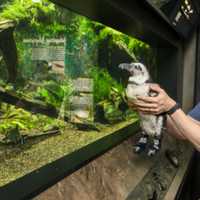 <p>Aquarist Matt Samara gives Beach Donkey a peek inside an Aquarium exhibit during one of her field trips</p>