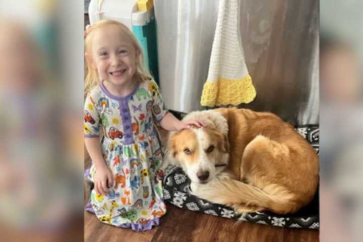 Central Mass Mother In 'Shock' As Daughter, Dog Both Combat Kidney Disease