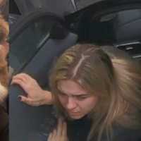 Aussie Shepard Left Inside Car Near Groveland Animal Rescue Facility: Police