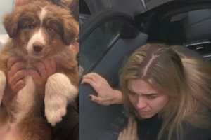 Aussie Shepard Left Inside Car Near Groveland Animal Rescue Facility: Police