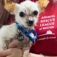 <p>Bailey was found huddling in some bushes near the Malden Police Department</p>