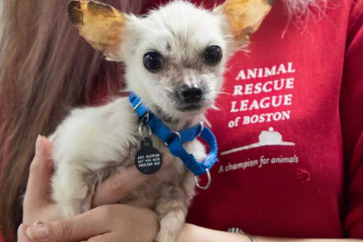 Emaciated Chihuahua Brought To Malden Police, ARL Getting Life-Saving Help