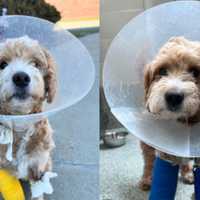 <p>Teddy the goldendoodle was surrender by his owners after suffering a fractured leg at the end of March.</p>