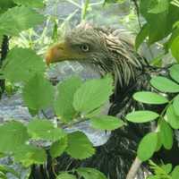 <p>The bald eagle had to be rescued from a brush-covered area along the Merrimack River</p>