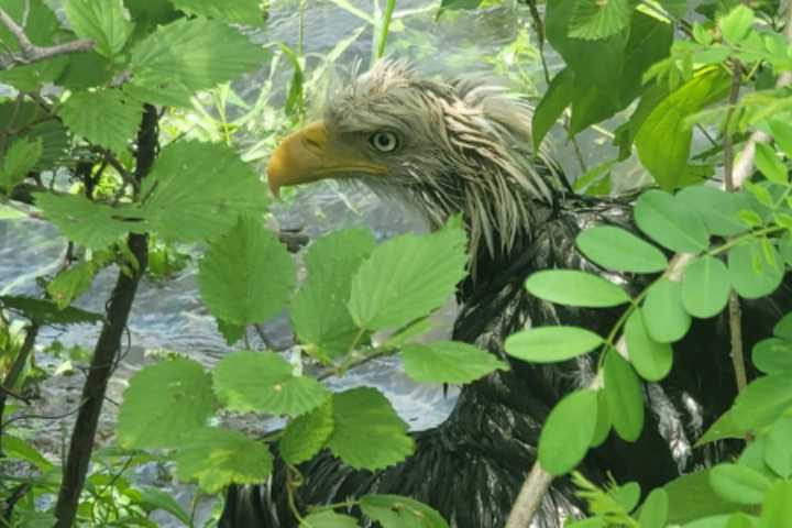 BIRD BRIGADE: North Shore Officers Unite To Rescue Injured Bald Eagle