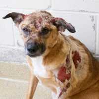 ARL: Dog Dumped On Side Of The Road With Second-Degree Burns In Norwood
