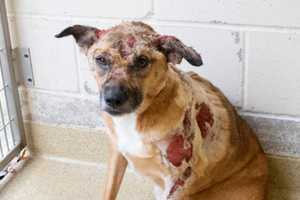 ARL: Dog Dumped On Side Of The Road With Second-Degree Burns In Norwood