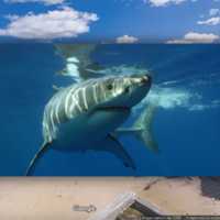Great White Shark Spotted Off The North Shore