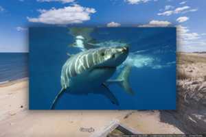 Great White Shark Spotted Off The North Shore