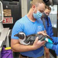 <p>Staffers at the New England Aquarium help fit Beach Donkey for his shoes</p>