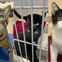 <p>Some of the cats who were rescued from Kentucky earlier this month</p>