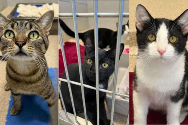 26 More Cats From Flood-Ravaged Kentucky Arrive In Massachusetts: MSPCA