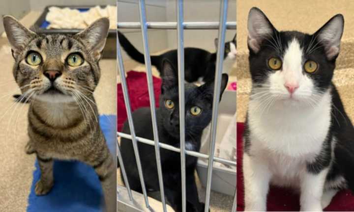 Some of the cats who were rescued from Kentucky earlier this month