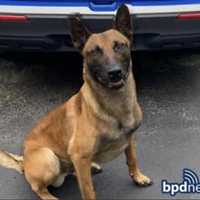 Boston Police K-9 Tyson Suddenly Dies At 6 Years Old