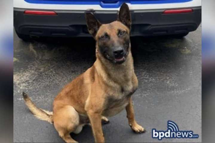 Boston Police K-9 Tyson Suddenly Dies At 6 Years Old