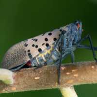 <p>The Spotted Lanternfly</p>