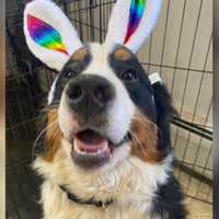 <p>Bo the Bernese Mountain dog is described as the &quot;sweetest, happiest puppy&quot; by his mother</p>