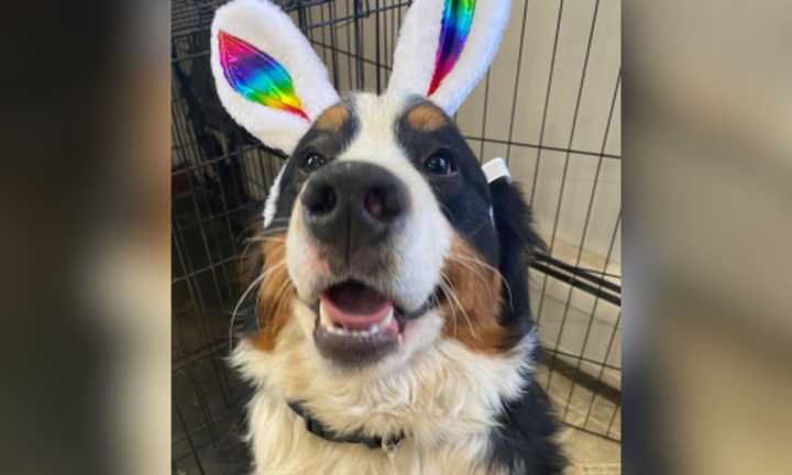 Bo the Bernese Mountain dog is described as the &quot;sweetest, happiest puppy&quot; by his mother