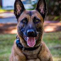 <p>K-9 Frankie</p>