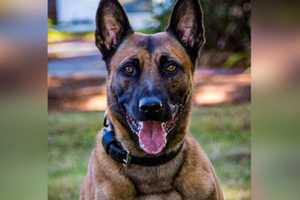 Massachusetts K-9 Officer Fatally Shot During Armed Standoff In Fitchburg