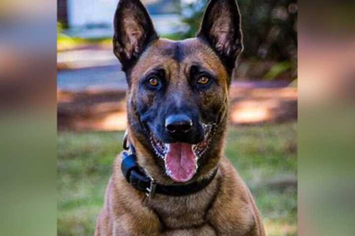 Massachusetts K-9 Officer Fatally Shot During Armed Standoff In Central Mass